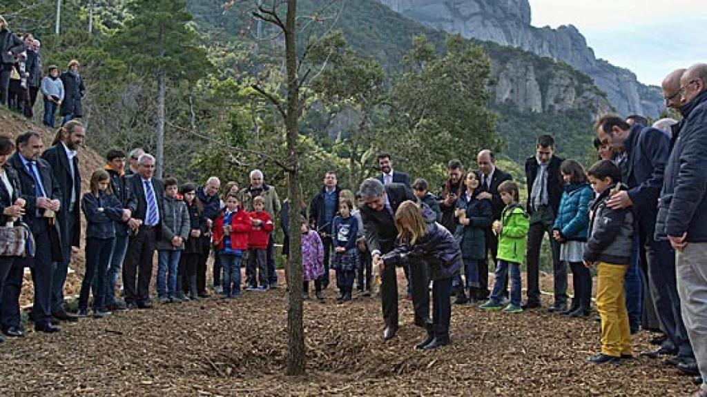 El consejero de la Presidencia de la Generalidad, Francesc Homs, vierte arena de Aquisgrán (Alemania) en el 'Roble del Tricentenario' plantado en marzo pasado a los pies de Montserrat