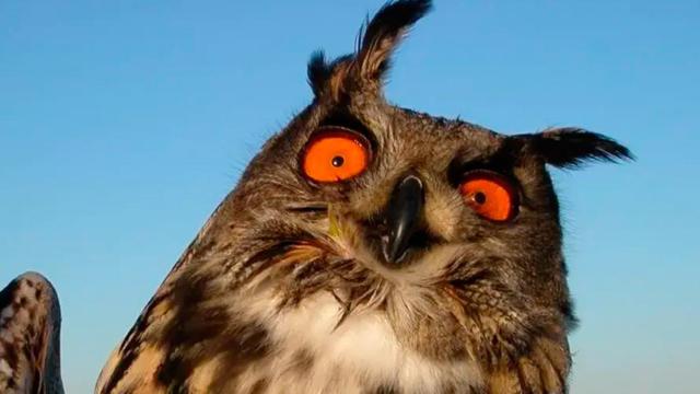 Un ejemplar de búho real / GOVERN