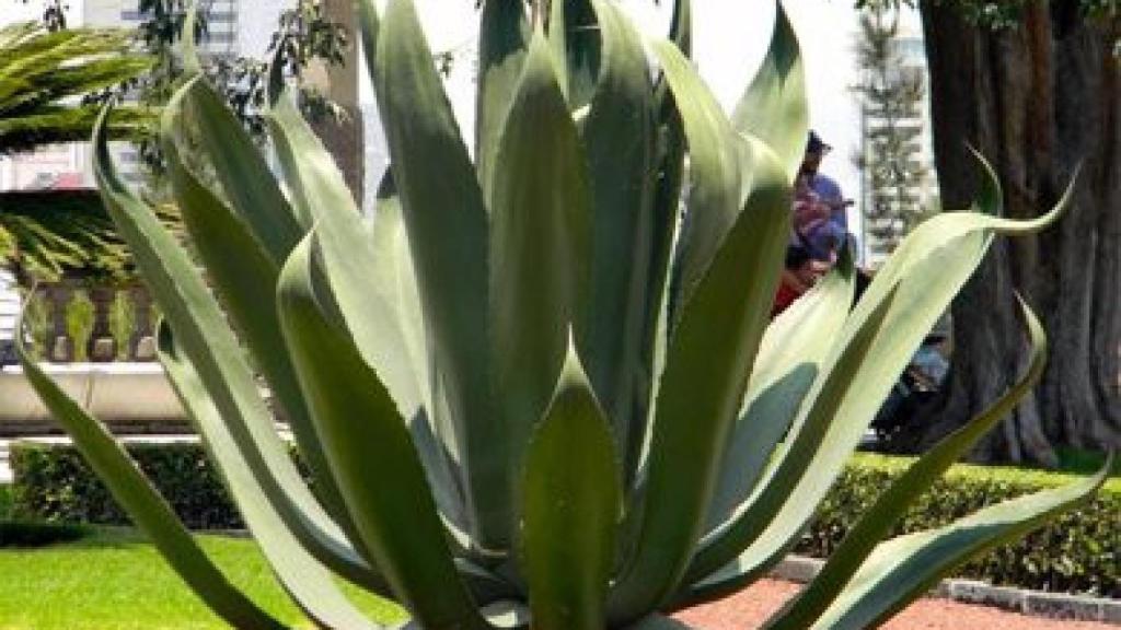 Planta de maguey (Agave salmiana)