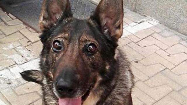 La perra antiexplosivos Laika se jubila