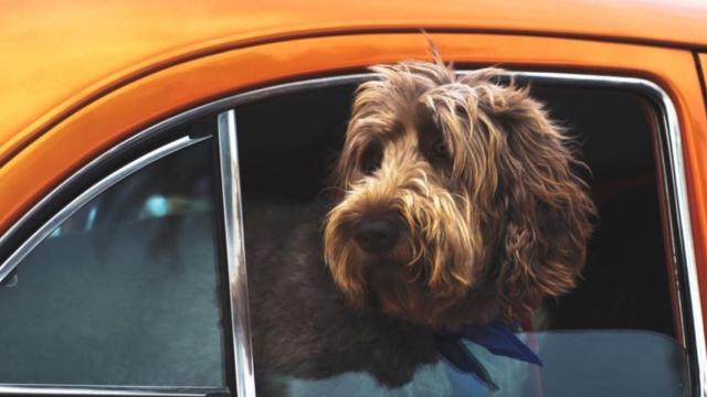 Perro listo para emprender un viaje en coche / Tim Mossholder en UNSPLASH