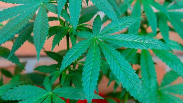 Hojas de cannabis / PIXABAY