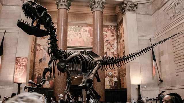 Esqueleto de cómo podrían ser los dinosaurios, en un museo / UNSPLASH