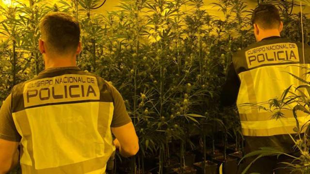 Agentes de la Policía Nacional ha detenido a siete personas y se han incautado de 137.000 euros en una operación contra la marihuana en Girona / CNP