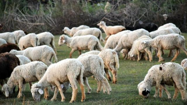 Una explotación de ganaderos con ovejas / PIXABAY