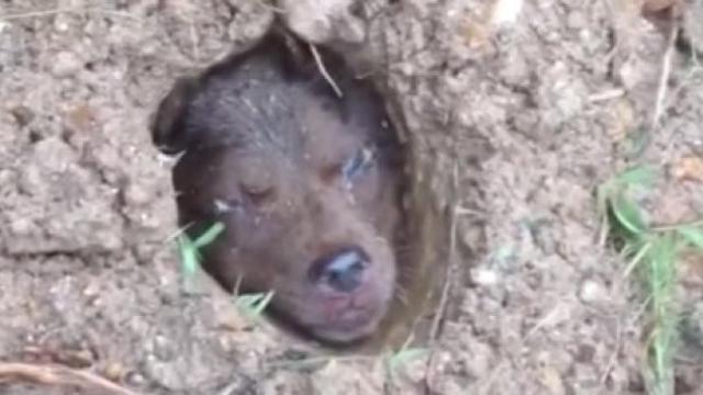 El perro fue enterrado bajo cemento vivo