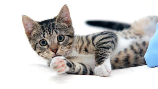 Un gato / FREEPIK