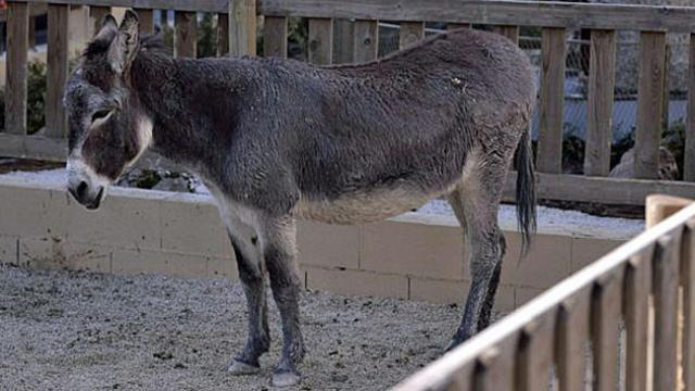 Un burro dentro de un espacio vallado / EFE