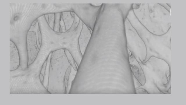 Huesos analizados por los científicos para determinar la presencia de vasos sanguíneos / NATURE METABOLISM