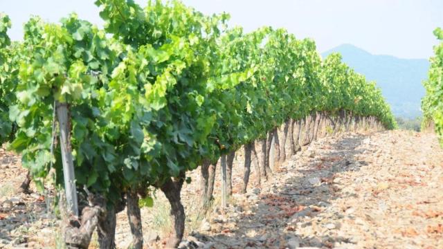 Viñedos del sector agropecuario / EP