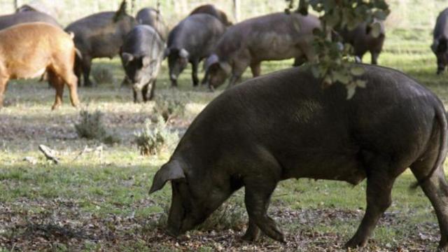 El negocio de los cerdos ibéricos criados en Estados Unidos