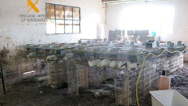 Dejan morir de hambre y sed a un centenar de conejos en una granja de Cantabria