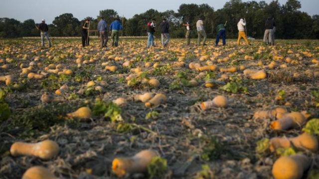 Una imagen del cultivo de calabazas de Unilever en Extremadura/CG