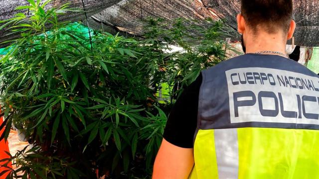 Un agente de la Policía Nacional interviene una plantación de marihuana / EP