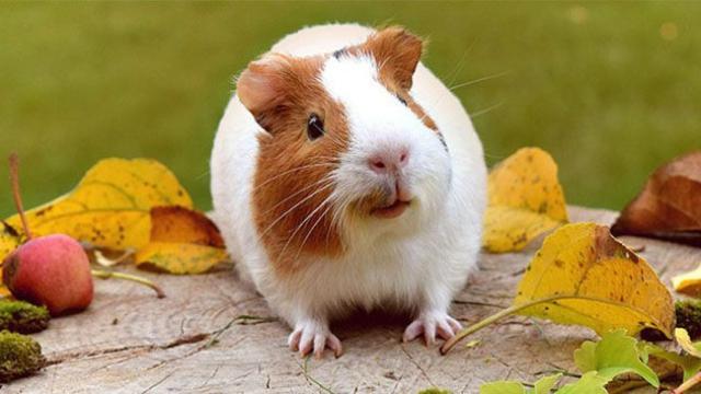 Conejillo de indias / CG