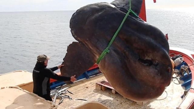 Imagen del pez luna / TWITTER