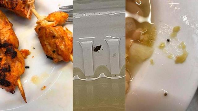 Los insectos que, según CCOO, encontraron los sanitarios en la comida de Vall d'Hebron / CG