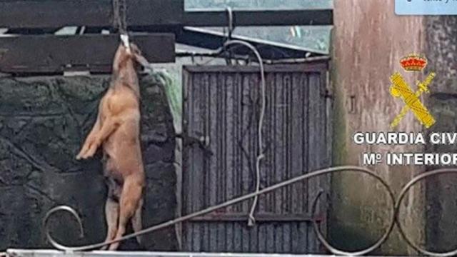 El perro ahorcado en el patio trasero de una casa / GUARDIA CIVIL