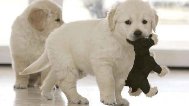 Cachorros de perros, son tentadores, pero comprar una mascota supone una gran responsabilidad / EFE