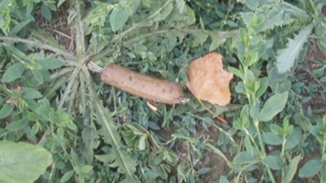 Salchicha con clavos detectada en un parque de Pamplona / POLICÍA FORAL