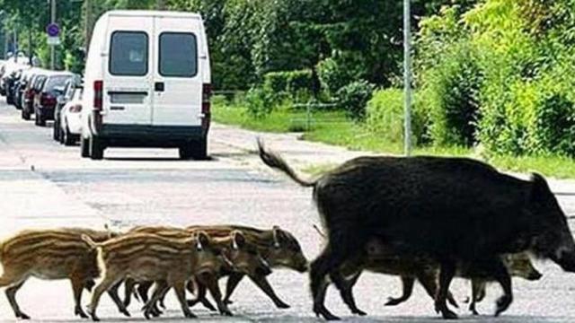 Varios jabalíes cruzan una calle cerca del parque de Collserola / EFE