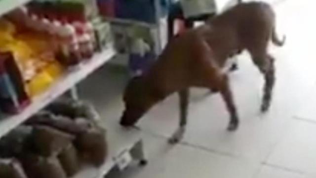 Un perro roba un saco de comida en un supermercado / TWITTER