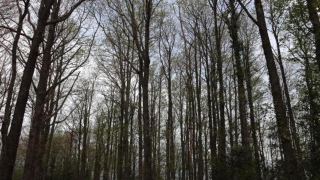 Árboles en el parque Montnegre i el Corredor / DIPUTACIÓN DE BARCELONA