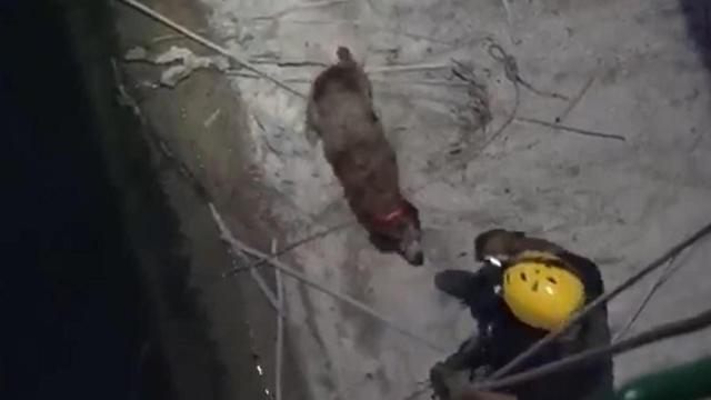 Un bombero procede al rescate de un perro atrapado en una presa / DIPUTACIÓN DE CASTELLÓN