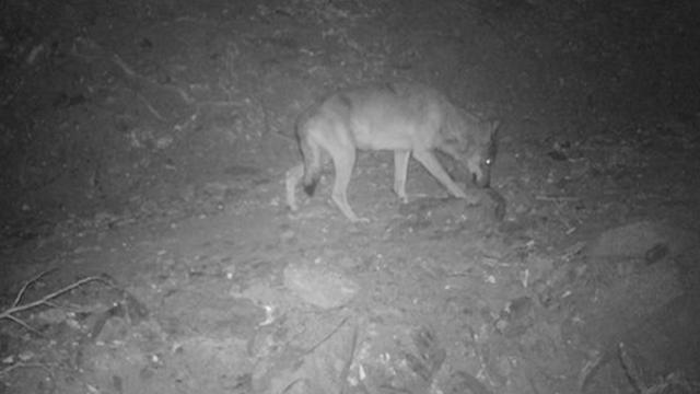 Imagen del lobo que, presuntamente, mató a una cabra en L'Albera / AGENTS RURALS