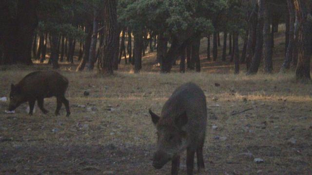 Jabalíes en la montaña / WIKIPEDIA