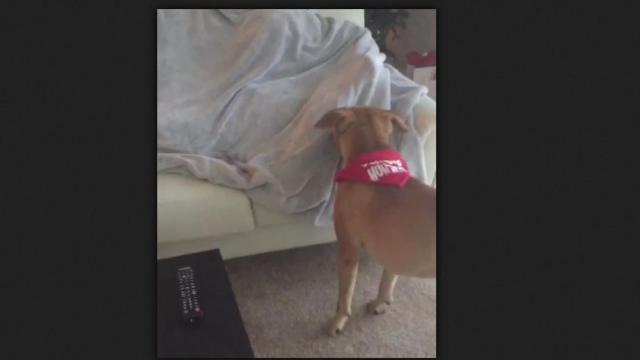 El can, despertando a su amo de la siesta / CG