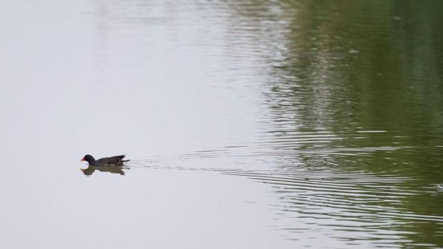 Canal de la Infanta, un ejemplo de reutilización del agua regenerada para usos agrícolas / AIGÜES DE BARCELONA
