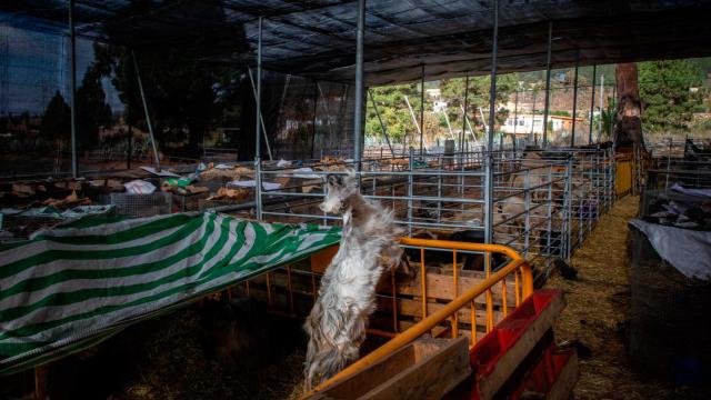 Una granja con animales, como la que se ha denunciado por criar conejos de Indias / EUROPA PRESS