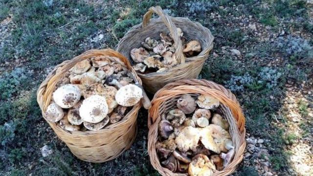 Setas recolectadas por un buscador en Girona / EP