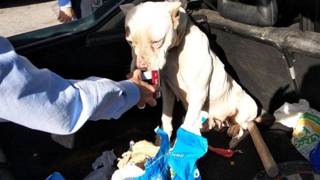 Uno de los perros que había sufrido maltratado por el joven de 20 años / MOSSOS D'ESQUADRA