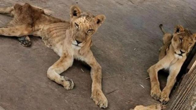 Los leones famélicos hace dos años en el zoo de Al Qurashi (Sudán) / FACEBOOK