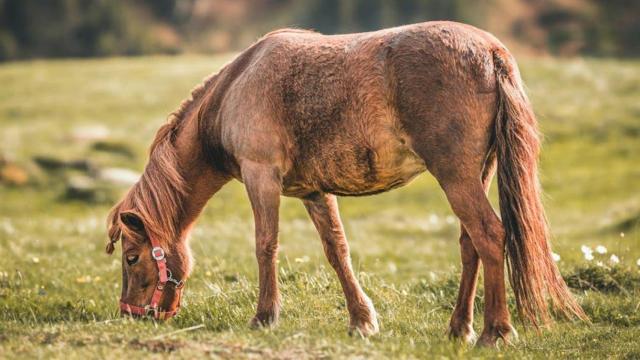 Un caballo en una imagen de archivo, como el que ha dado positivo en fiebre del Nilo / PEXELS