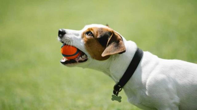 El supremo avala la ejecución de dos perros / EUROPA PRESS