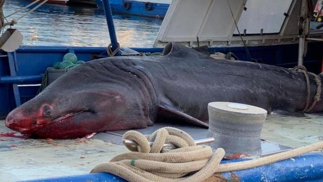 Tiburón peregrino capturado en Tarragona / PORT DE TARRAGONA