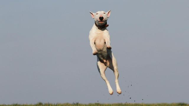 Un perro saltando en el aire libre