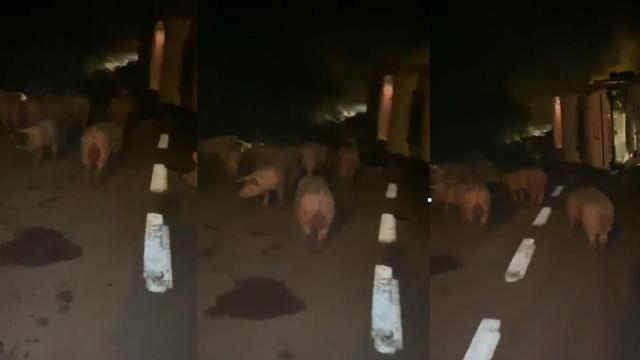 Vuelca un camión con cerdos en Aiguafreda / CG