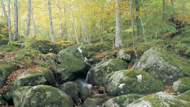 Uno de los bosques de Cataluña / GENCAT