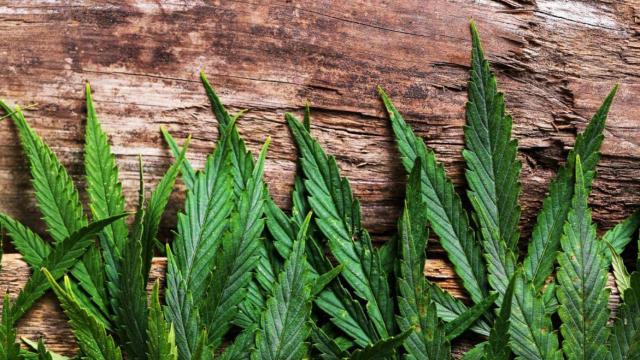 Hojas de marihuana