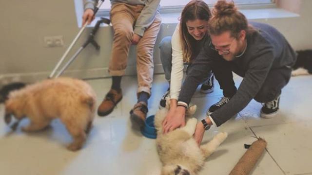 The Doger Cafe, la primera cafetería que permite adoptar perros de España / INSTAGRAM