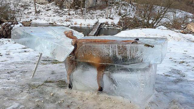 Imagen del zorro congelado en Alemania / AFP