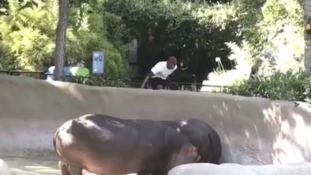 Una captura de pantalla del momento previo a la bofetada al hipopótamo