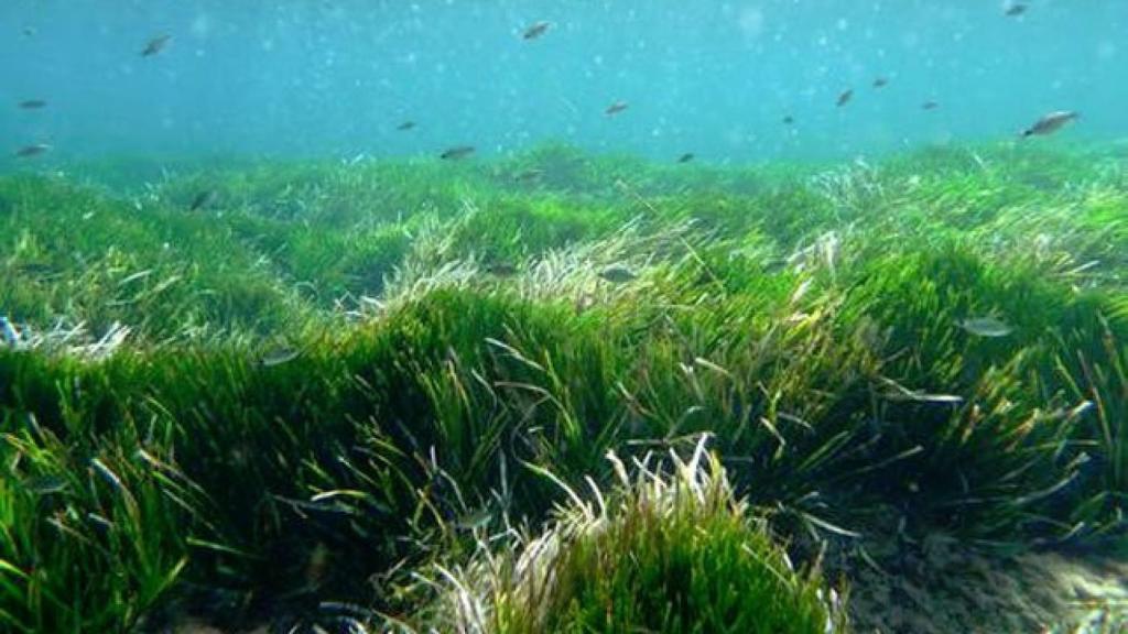 Pradera de ‘Posidonia oceanica’
