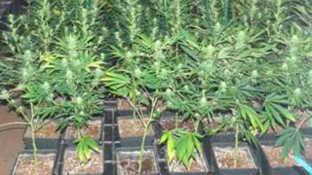 La Policía Nacional desmantela una plantación de marihuana en Collbató / POLICIA