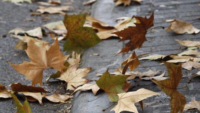 Hojas movidas por el viento en una imagen de archivo / EUROPA PRESS