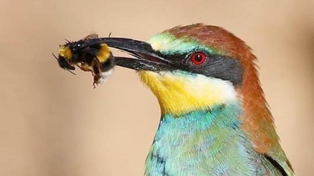 Un abejaruco con una abeja en el pico / EUROPA PRESS